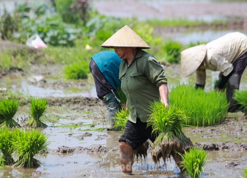 Nông dân đội nắng như thiêu như đốt đi cấy lúa