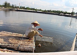 Quảng Trị: Nuôi tôm thẻ chân trắng trên cát thành công, một nông dân lãi ròng 1,2 tỷ đồng