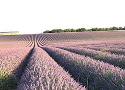 Sống ảo ở những vùng Lavender trên nước Pháp