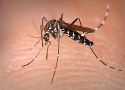 Campuchia xuất hiện bệnh lạ, nghi do muỗi vằn Aedes