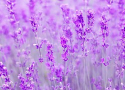 Chủ nhật của bạn (19/07): Song Ngư lan toả niềm vui, Nhân Mã cảm tính hơn ngày thường