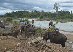 Cưỡi voi, 3 mẹ con rớt xuống đất, 1 người nguy kịch