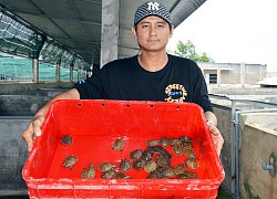 Độc đáo miền Tây: Nuôi cua đinh trong hồ kính, bán 1 con lãi 600-700 ngàn đồng