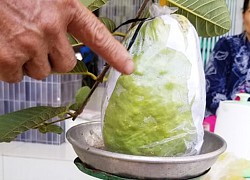 Đồng Tháp: Loại ổi lạ cho trái siêu to, mỗi trái nặng hơn 1kg là chuyện thường