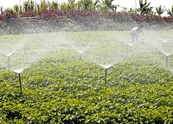 Giá rau diếp cá tăng chóng mặt, nông dân Vĩnh Long thu tiền tỷ như.... trúng số