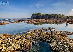 Mãn nhãn với vẻ đẹp của rừng san hô lộ thiên