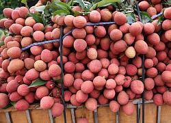 Nhìn anh Tây lấy dao bổ đôi trái vải, cư dân mạng xôm tụ mách nước: Ở Việt Nam tụi tui không làm như vậy!