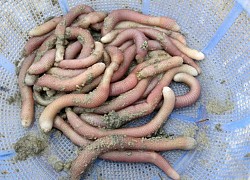 Những món ăn kinh hãi từ sâu bọ ở Việt Nam khiến thực khách giật mình