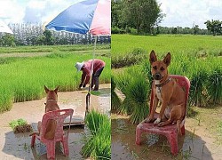 Chú chó sang chảnh nhất năm: Mang tiếng đi cấy lúa với chủ nhưng lại được chăm như ông hoàng, ngồi ghế thảnh thơi lại còn có ô che nắng