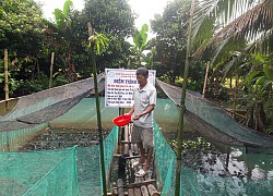Vĩnh Long: Trên vèo nuôi ếch, dưới ao thả cá rô phi đỏ, dân mau khá giả