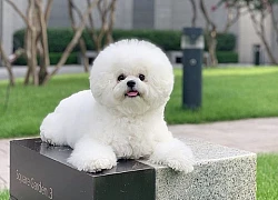 Chú chó Bichon mập ú sở hữu gần 2 triệu fan hâm mộ ở Hàn, "đốn tim" bằng gương mặt ngây thơ và bộ lông trắng tinh tròn xoe như đụn tuyết