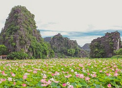 Đầm sen Hang Múa đẹp như tiên cảnh, giới trẻ đua nhau check in 'sống ảo'