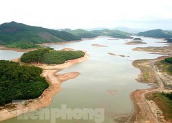 Điều chưa từng xảy ra ở hồ nước ngọt lớn nhất Quảng Ninh: Bò "dạo chơi" giữa lòng hồ