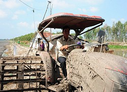 Đồng Tháp: Trồng lúa kiểu ông Khanh, mỗi vụ đón 3-5 doanh nghiệp đến mua, ung dung lãi 4 tỷ