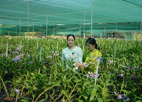 Trồng hoa lan trên đất nuôi tôm, dưới thả cá koi, không ngờ có tiền tỷ bỏ túi