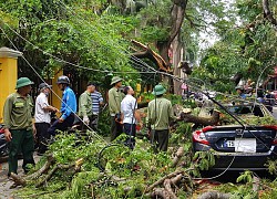 Hải Phòng: Cây phượng gãy đổ đè bẹp nhiều ô tô xe máy