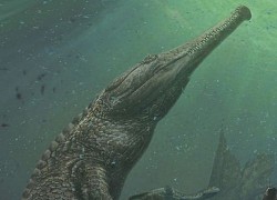 Machimosaurus rex: Loài cá sấu nước mặn to lớn nhất từng được con người phát hiện