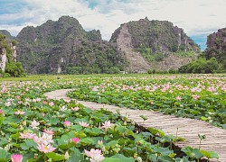 Sen miền Bắc đã tàn, hồ sen Ninh Bình vẫn nở rộ hút khách du lịch