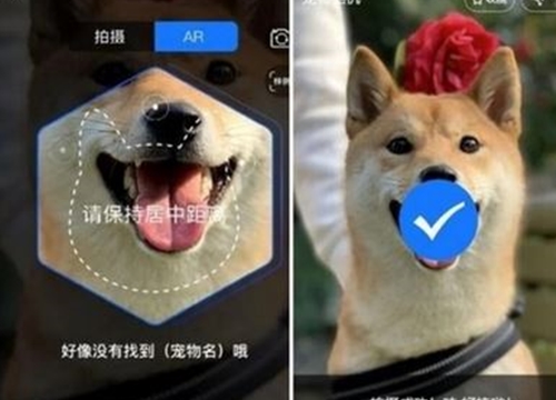 Thú cưng sở hữu 'face ID', hợp đồng bảo hiểm riêng