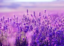 Ý nghĩa hoa Lavender và cách trồng, chăm sóc tại nhà