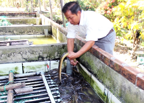 Bến Tre: Tranh thủ nuôi lươn không bùn, bắt bán cả tấn, toàn con to, một thầy giáo phát tài