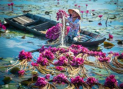 Bông súng miền Tây