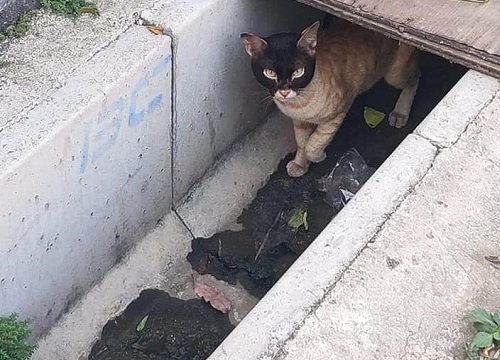 Chú mèo lấp ló dưới cống với khuôn mặt "trùm khăn" đen thui như ăn trộm khiến ai cũng tò mò