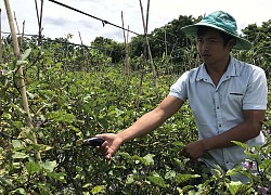 Gia Lai: Rõ khổ, nghe "lời đường mật" trồng cà tím, nông dân mệt mỏi "tím cả mặt mày"