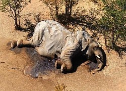 Nguyên nhân ban đầu về cái chết bí ẩn của hàng trăm con voi ở Botswana