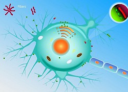 Những cái chết thầm lặng vì nhiễm prion: Phân tử "thây ma" âm thầm biến não bộ thành bọt biển