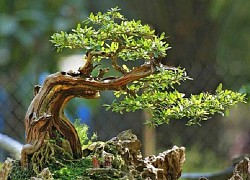 Phân loại và chăm sóc các loại cây cảnh bonsai đơn giản tại nhà