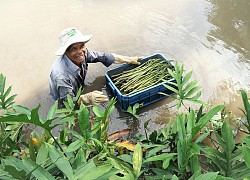 Rau dại một thời mọc vạ vật bờ sông, nay đem trồng thành đặc sản, nông dân Tây Ninh hốt bạc