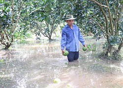 'Giải cứu' cây ăn trái trong mùa mưa bão