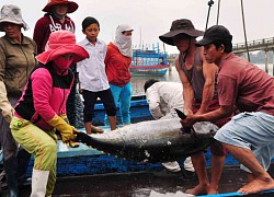 Gỡ "thẻ vàng" của EU: Mạnh tay xử lý tàu cá vi phạm vùng biển nước ngoài