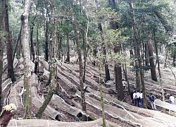 Hoang mang lo lắng vì sâm tiền tỷ "Quốc bảo" mà bán tràn lan trên mạng, thật giả khó lường