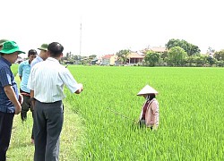 Mật độ rầy mang virus lùn sọc đen cao, Cục BVTV yêu cầu tập trung bảo vệ 840.000ha lúa