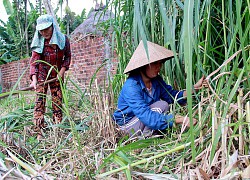 Nên miễn giảm học phí cho học sinh, sinh viên vùng dịch