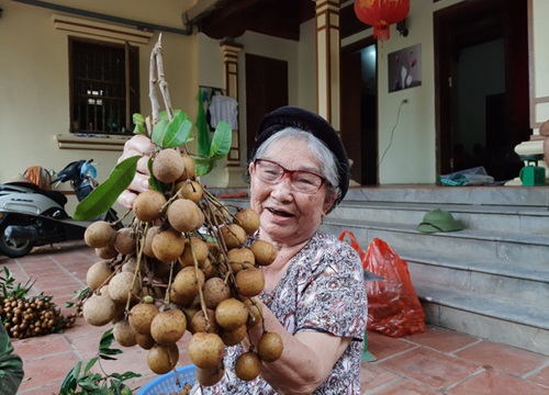 Nhãn chín muộn được mùa lớn, Hà Nội tất tả tìm nơi tiêu thụ