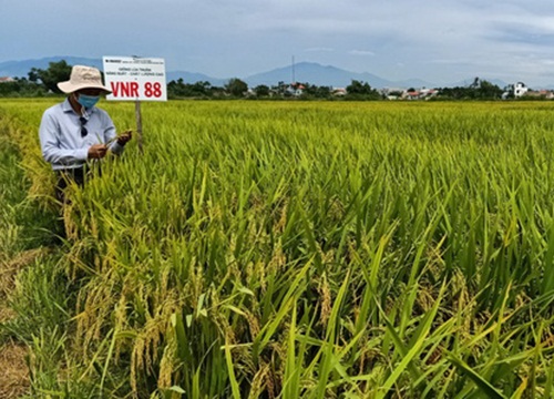 Quảng Nam: 3 giống lúa của Vinaseed đẻ khỏe, tốt bời bời, nông dân "mê tít"