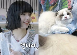 Sau fan, Lisa (BlackPink) lại đấu tranh với Jisoo vì mèo cưng