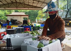 Sơn La: Có "cây giảm nghèo" bền vững, chảo lửa Yên Châu xuất hiện nhiều triệu phú