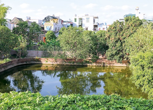 Thái Bình: Hé lộ bất ngờ về "báu vật" của làng là thứ trái đặc sản quý hiếm này đây