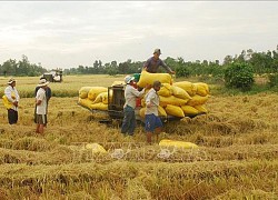 Tuần qua, giá nhiều nông sản tiếp tục tăng nhẹ