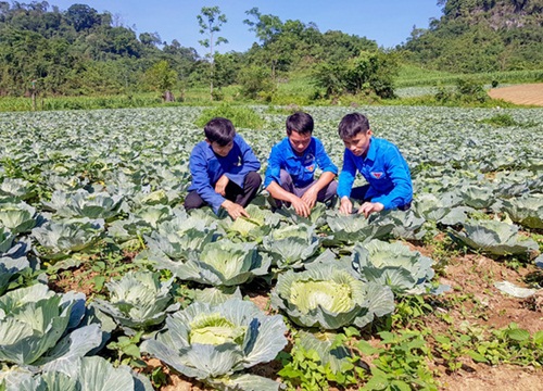 Tuyên Quang: Nông dân ở đây được "lên đời" nhờ trồng rau sạch trái vụ