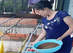 Bến Tre: Cô nông dân xinh đẹp nuôi 36.000 con lươn không bùn, chưa bán thương lái đã "đặt gạch" đòi mua