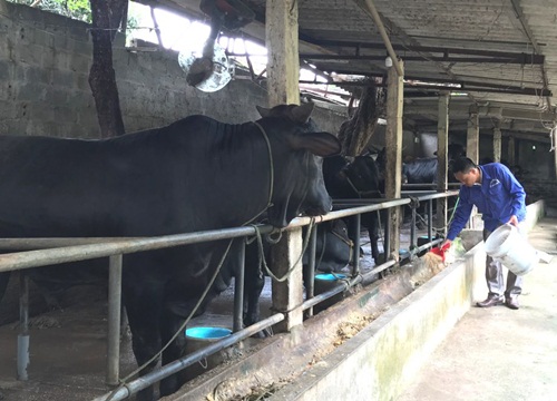 Nuôi những con bò lạ đặc sản, to "khổng lồ" thế này, nông dân Hà Nội làm giàu được là cái chắc