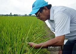 Cha đẻ loại gạo ngon nhất thế giới nói gì về cơ hội xuất khẩu gạo sang Mỹ, châu Âu?