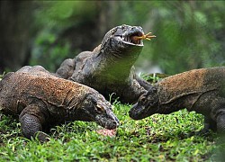 Indonesia hạn chế số khách du lịch tham quan đảo rồng Komodo