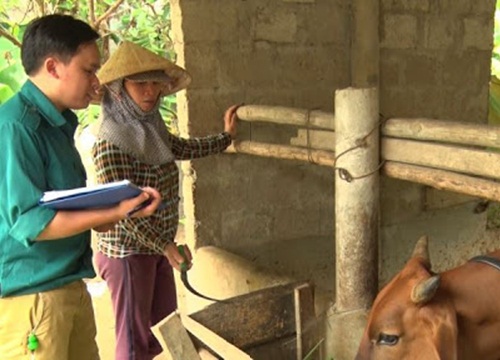 Quảng Trị: Tiêm phòng vụ thu cho đàn vật nuôi