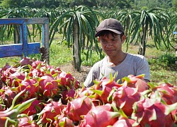 Thanh long 3.000 đồng một ký